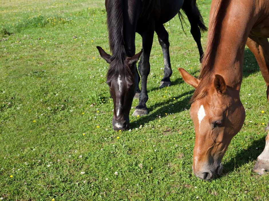 Equine Grass Sickness